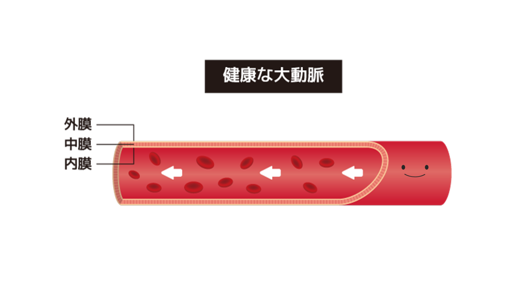 若々しい血管のカギ!血管の内側「血管内皮細胞」のお話 | 分子栄養学タイムズ
