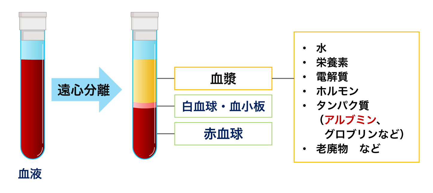 むくみの原因は血液中のアルブミン不足?毛細血管の水分量を保つタンパク質のメカニズム | 分子栄養学タイムズ